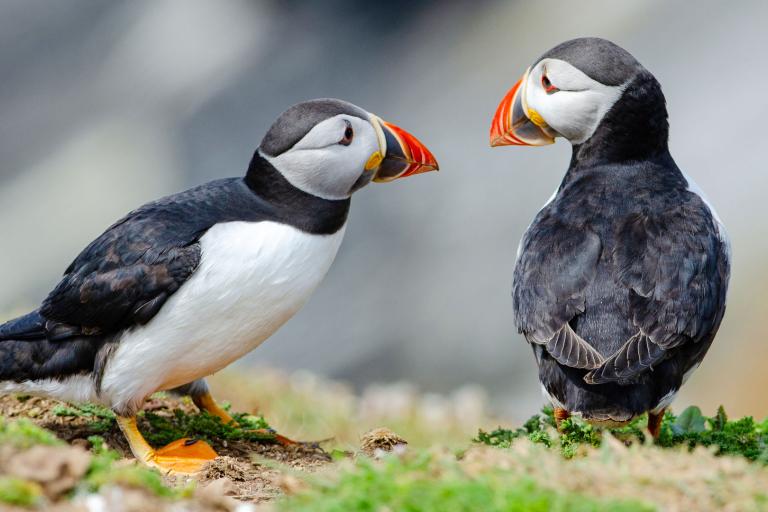 puffins