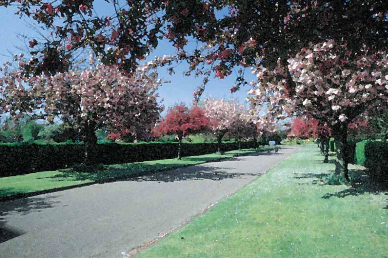 Entrance to the bereavement site, with cherry trees in flower